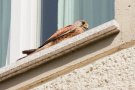 Turmfalke auf Fenstersims