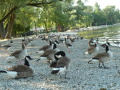 Eine Gruppe Gänse am Ufer