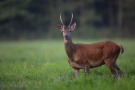 Ein sogenannter "Spießer", ein junger Hirsch mit spießartigem Geweih auf dem Kopf.