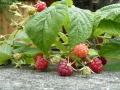 Himbeeren als Nahrung für den Fuchs