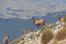 Mehrere Gams vor Gebirgslandschaft