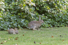 zwei Wildkaninchen im Park vor Efeuhecke.