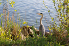 Graureiher steht am Ufer