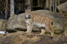 Luchs steht auf Felsen