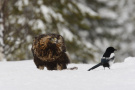 Steinadler im Schnee an seiner Beute. Daneben eine Elster.