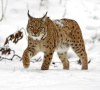 Luchs läuft durch Schnee