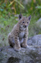 junger Luchs sitzt auf einem Stein