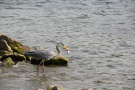 Graureiher steht im Gewässer und hat einen Fisch im Schnabel