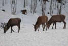 drei Hirsche im Schnee, der mittlere hat bereits sein Geweih abgeworfen