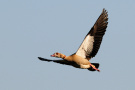 Nilgans im Flug