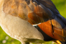 Buntes Gefieder einer Nilgans