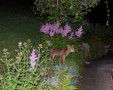 Fuchs des nachts im Garten
