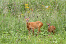 Ein weibliches Reh, Ricke oder Geiß genannt, und ihr Kitz in einer Wiese