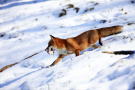 Fuchs mit Maus im Fang