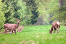 Rotwild auf Waldschneise mit Hochsitz im Hintergrund