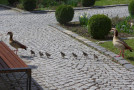 Nilgans Erscheinung Geisenfeld