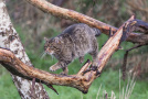 Wildkatze läuft auf einem Ast entlang