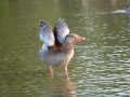 Graugans stehend im Wasser