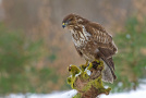 Mäusebussard sitzend