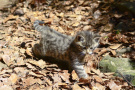 kleine Wildkatze läuft im Wald über Blätterbedecktem Boden
