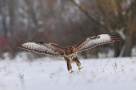 fliegender Bussard