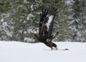 Steinadler erhebt sich zum Flug von schneebedeckter Wiese