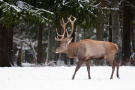 Hirsch im Schnee