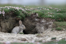 Wildkaninchen vor Bau