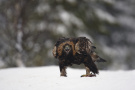 Steinadler im Schnee