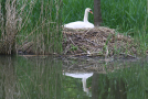 Ein Schwan sitzt auf seinem Nest.