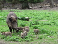 Schwarzwild Bache mit Frischlingen