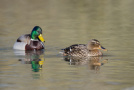 Erpel und Ente nebeneinander im Wasser