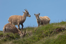 mehrere Weibchen auf einer grünen Wiese