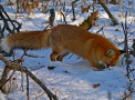 Fuchs sucht nach Nahrung