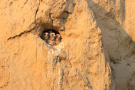 junge Turmfalken im Nest