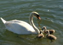 Eine Höckerschwanfamilie frisst.