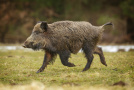 Überläufer, oder ein junges Wildschwein