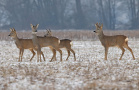 Vier Rehe im Winter. Weibliche und männliche Rehe bilden eine Gruppe, einen sogenannten Sprung