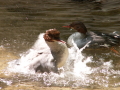 Gänsesäger im Wasser