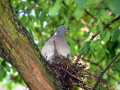 Ringeltaube auf Nest mit Küken.