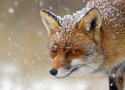 Fuchs im Schneetreiben