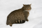 Wildkatze im Schnee