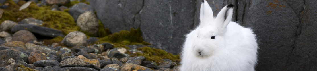 ein weißer Schneehase sitzt vor Felsen, die teilweise mit Moos bewachsen sind.