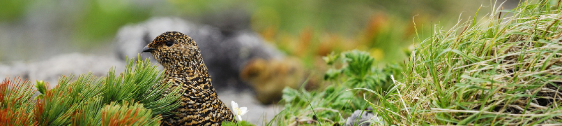 Alpenschneehuhn Header