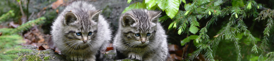 Zwei junge Wildkatzen sitzen im Wald unter Buchen und Fichtenzweigen