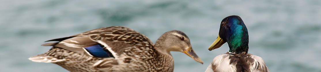 Erpel und Ente der Stockenten beieinander. Rechts von hinten der Kopf des Erpels. Links von der Seite die Ente.