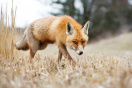 Fuchs auf einem abgeerntetem Feld schräg zur Kamera.