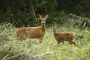 zwei Rehe auf einer Wiese. Rechts ein Kitz, links das Muttertier (Geiß o. Ricke).