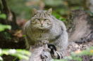 Wildkatze sitzt auf umgefallenen Baumstamm