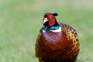 Fasanenhahn im farbenfrohen Federkleid